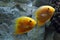 Heros efasciatus. Two fish close up in the interior of the aquarium