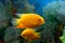 Heros severus or cichlasoma severum fish in aquarium on blurred background