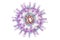 Herpes simplex virus structure