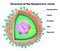 Herpes virus structure