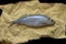 Herring baltic fish lies on burlap fabric. Torn edges sack cloth Isolated over black surface. Marine life illustration optimized