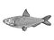 Herring Clupea fish sketch engraving vector