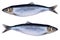 Herring fish isolated on white background. Frozen group of fish. iced atlantic fish. Herrings. Herring pattern. Herring texture. E