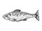 Herring fish sketch vector illustration