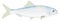 herring fish vector illustration transparent background