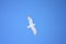 Herring/Glaucous hybrid seagull on azure blue sky