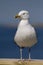 Herring Gull