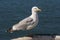 Herring Gull