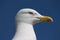 Herring gull