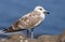 Herring Gull