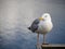 Herring gull aka Larus argentatus on blurry water background. Semi profile.