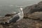 Herring Gull Along The Coast Of Maine In Acadia National Park, M