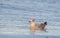 Herring Gull at the Baltic Sea