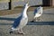 Herring gull the beak open