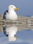 Herring gull with big reflection on water