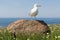 Herring gull on big stone at German island Helgoland
