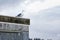 Herring gull on a building.