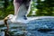 Herring gull catching a fish