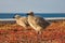 Herring Gull Chicks