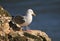 Herring gull on a cliffs edge