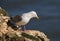 Herring gull  on a cliffs edge