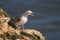 Herring gull  on a cliffs edge