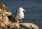 Herring gull  on a cliffs edge