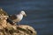 Herring gull  on a cliffs edge with ocean