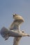 Herring gull close-up in flight. Copy space.