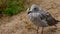 Herring Gull - cub in a detail shot