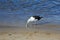 Herring gull eating a fish on the beach