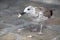 Herring Gull eats bread