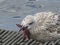 Herring gull eats a starfish