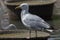 Herring Gull in England