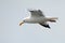 Herring gull, Farne Islands Nature Reserve, England