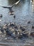 Herring gull feeding frenzy on the river
