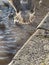 Herring gull feeding frenzy on the river