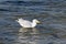 A herring gull fishing for crab