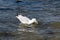 A herring gull fishing for crab