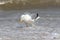 Herring gull fishing in shallow sea water. Coastal wildlife UK