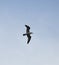 Herring gull in flight