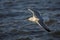 Herring Gull in flight