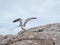 Herring gull in flight catches a piece of food