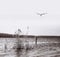 Herring gull flight over the lake