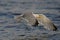 Herring gull flight over the north sea