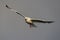 Herring gull flight over the sea, north sea, romsdalsfjord