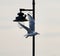 Herring gull in flight past street lamp