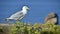 Herring gull on grass