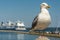 Herring gull at the harbor entrance in WarnemÃ¼nde