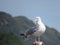 Herring Gull at Hastings